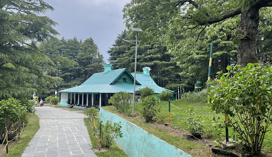 Pine Forest
